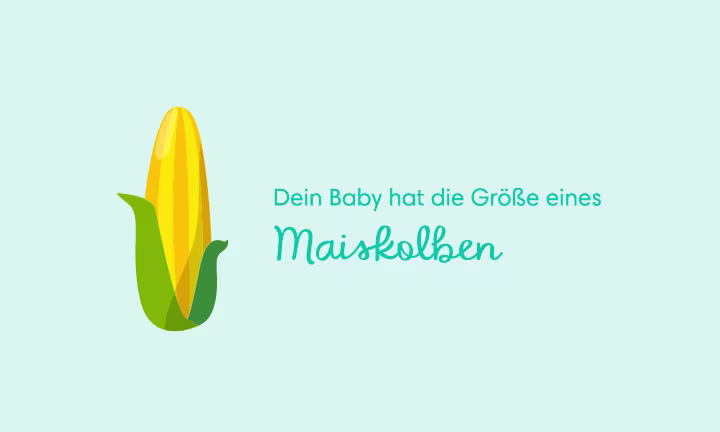 Illustration eines Maiskolbens als Größenvergleich – Dein Baby hat die Größe eines Maiskolbens