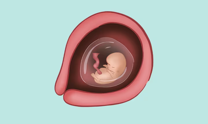 Illustration of a fetus at 9 weeks, nestled within the womb in an amniotic sac, showing early development.