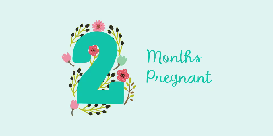 2 months pregnant illustration
