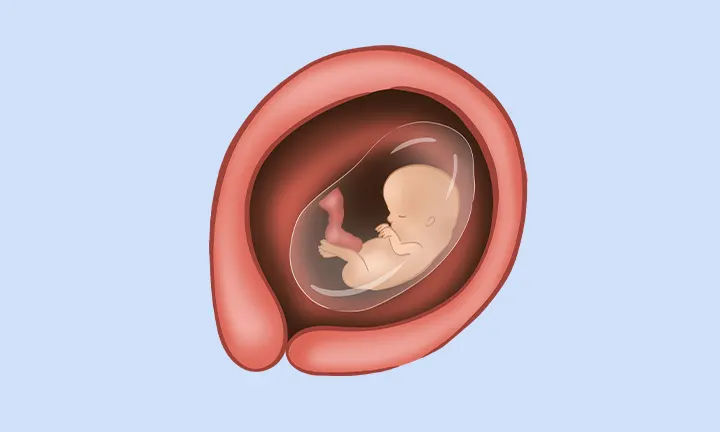 Imagen de un feto de 12 semanas Imagen de un feto de 12 semanas