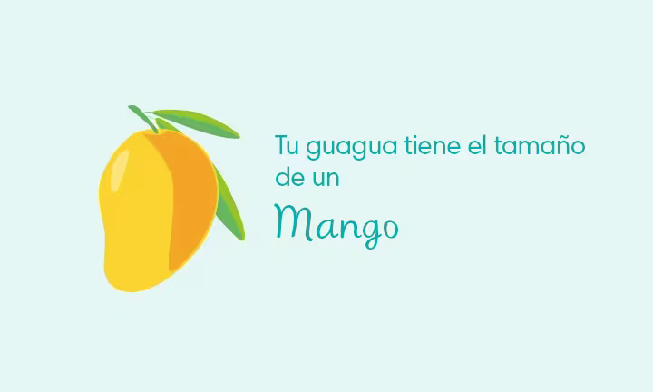 19 Semanas de Embarazo: Desarrollo de la guagua