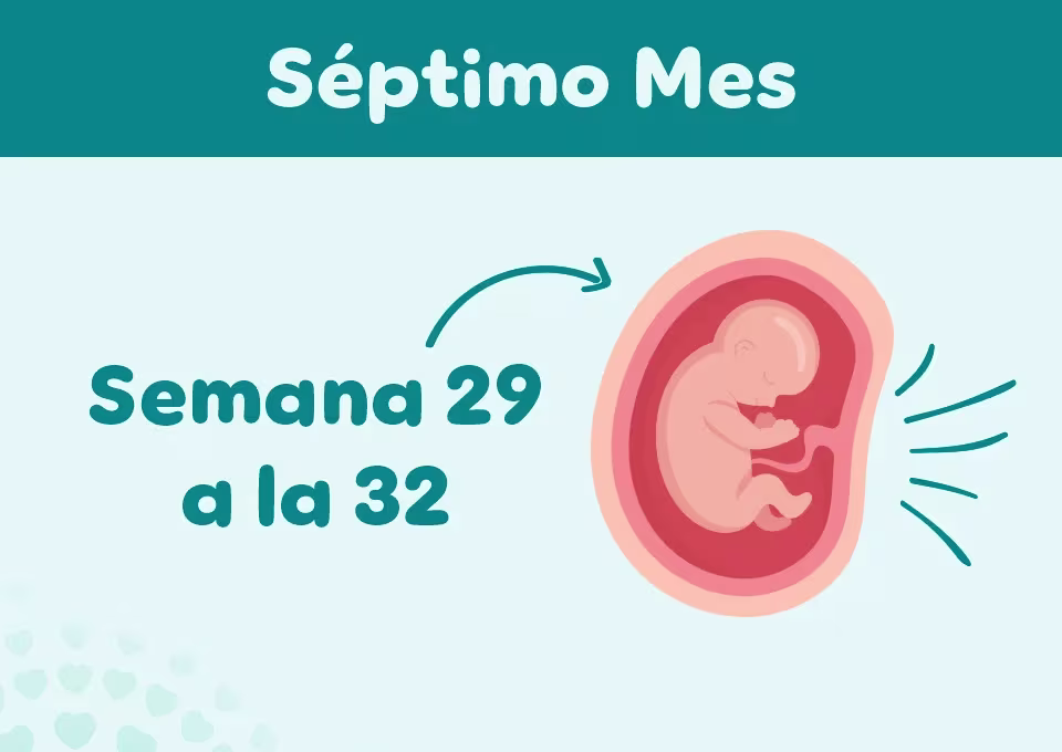 7 meses feto de 7 meses
