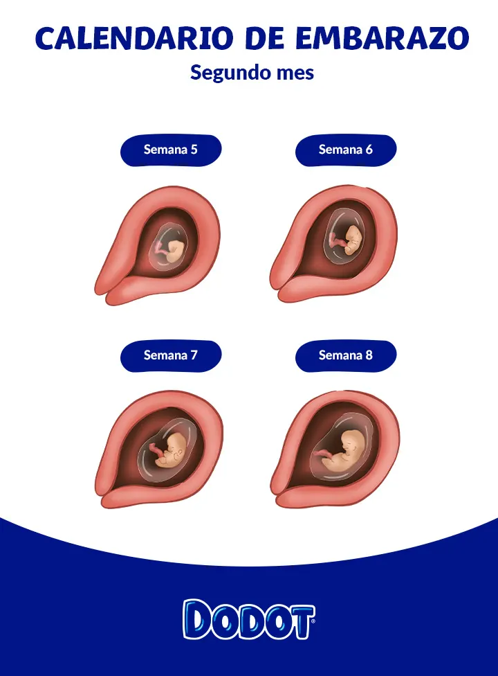 Segundo mes de embarazo desarrollo del feto