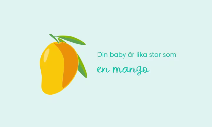 Week 19 pregnancy