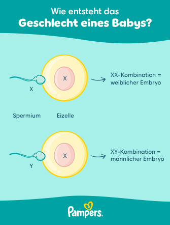 Alles zur Geschlechtsbestimmung deines Babys | Pampers