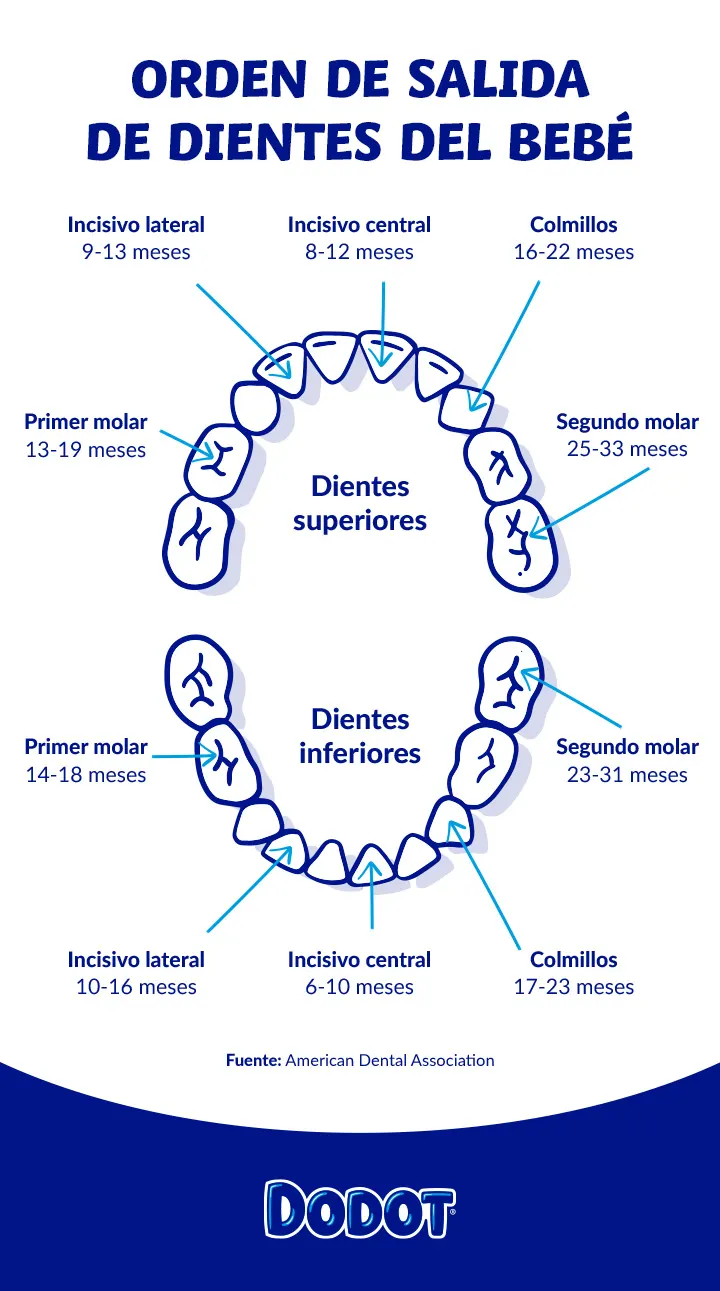 orden de salida de los dientes del bebé orden de salida de los dientes del bebé