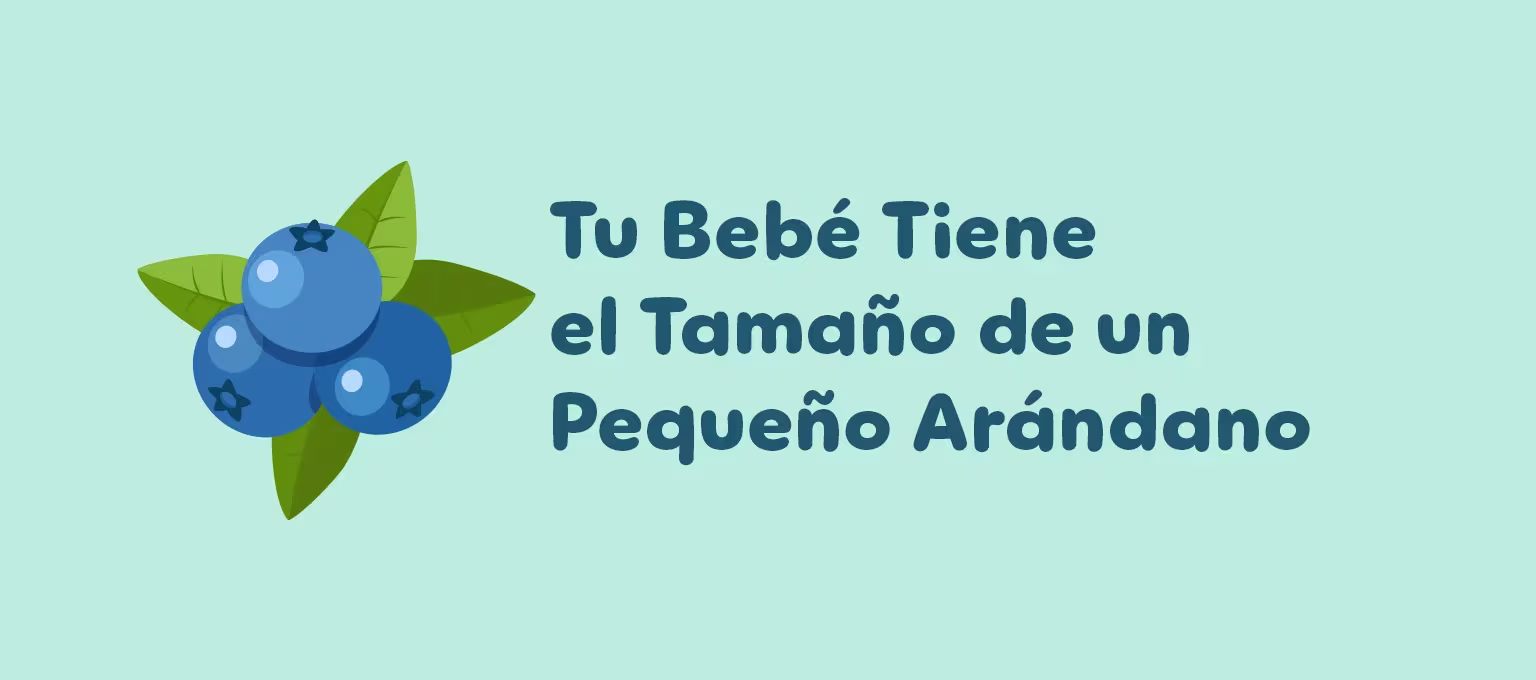 7 Semanas de Embarazo