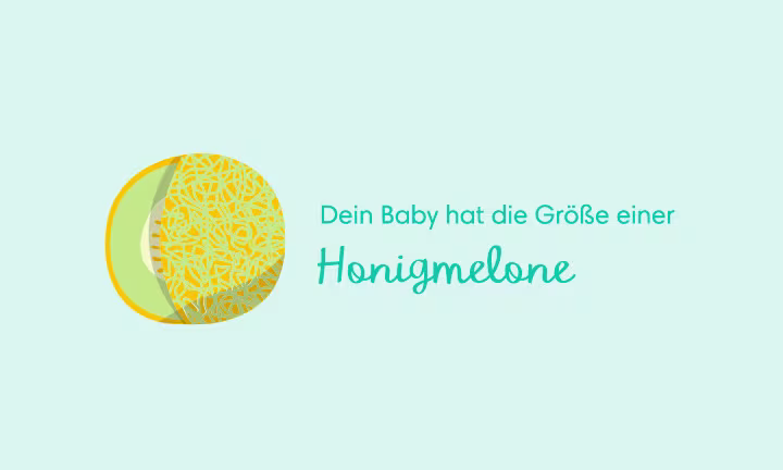 Illustration einer Honigmelone als Größenvergleich – Dein Baby hat die Größe einer Honigmelone