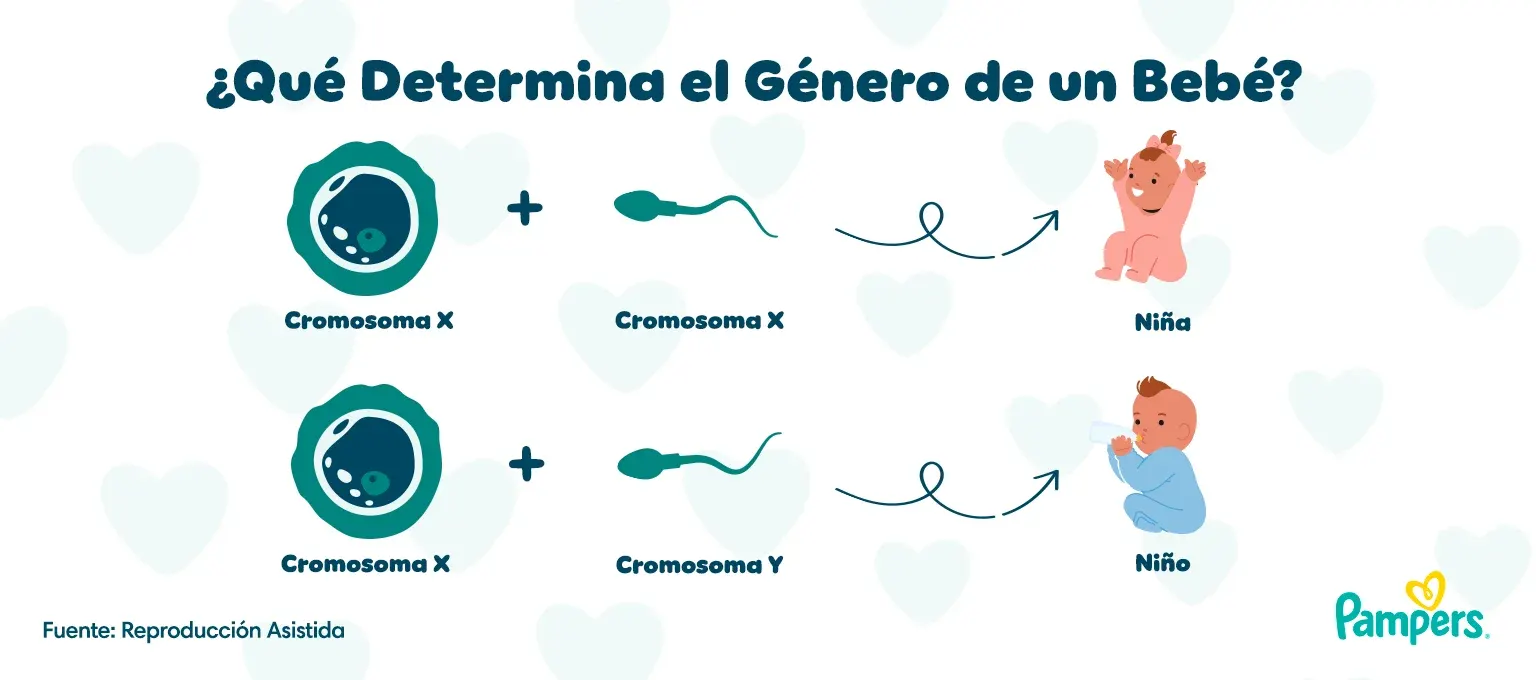 ¿Qué determina el género de un bebé? ¿Qué determina el género de un bebé?