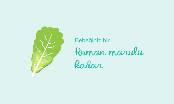 Your baby is the size of	romaine lettuce