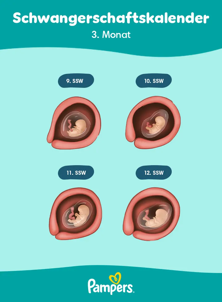 Positionen des Babys im 3. Schwangerschaftsmonat Positionen des Babys im 3. Schwangerschaftsmonat