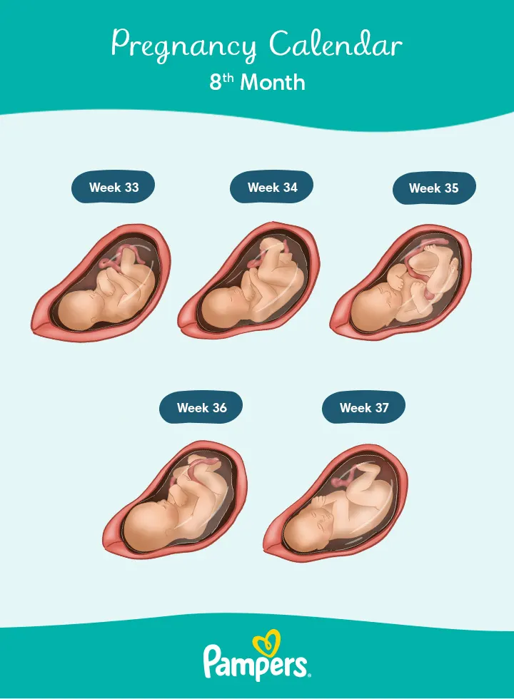 baby size at 8 months pregnant