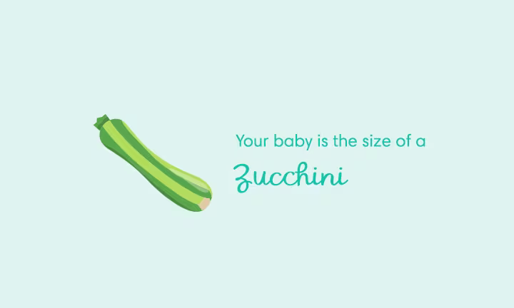 Pregnancy size comparison showing baby growth at 26 weeks as the size of a zucchini.