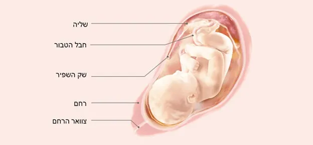 התפתחות העובר לפי שבועות-Article Content Image33 33