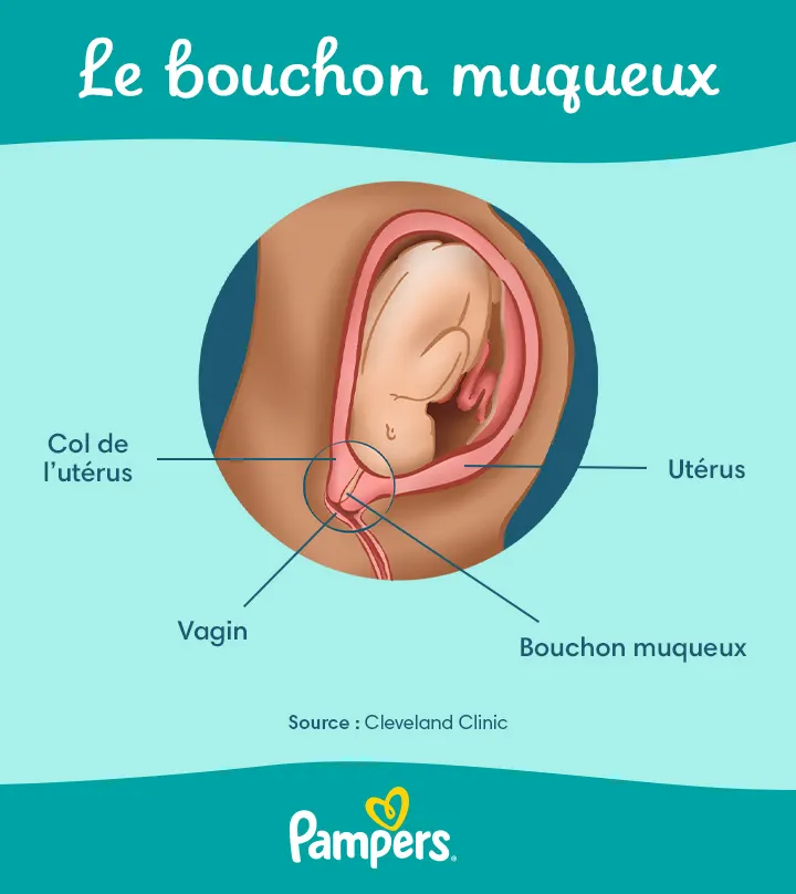 Le bouchon muqueux