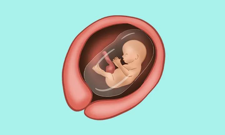 À quoi ressemble un fœtus à 13 semaines de grossesse 