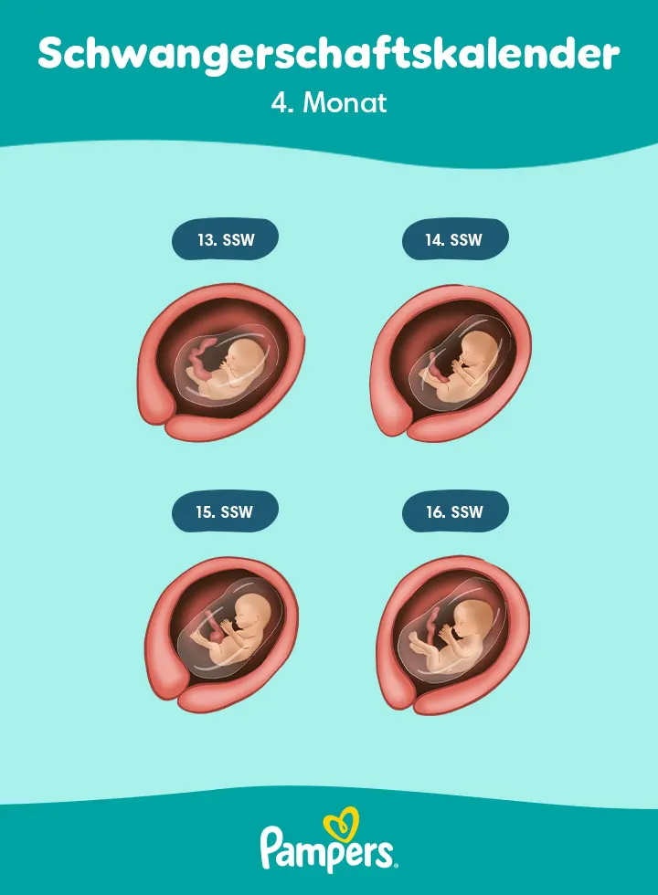 Positionen des Babys im 4. Schwangerschaftsmonat Positionen des Babys im 4. Schwangerschaftsmonat