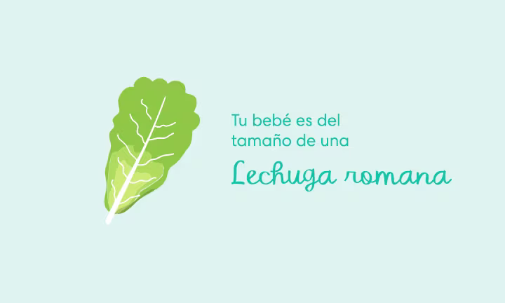 Tu bebé es del tamaño de una lechuga romana