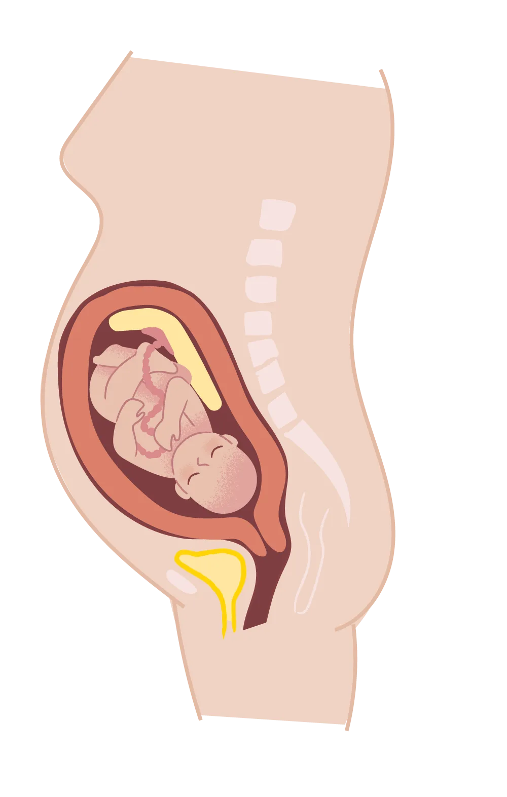 子宮口とは?どこにある? 子宮口とは?どこにある?