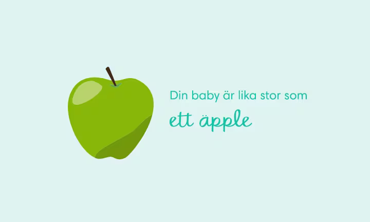 Week 16 pregnancy