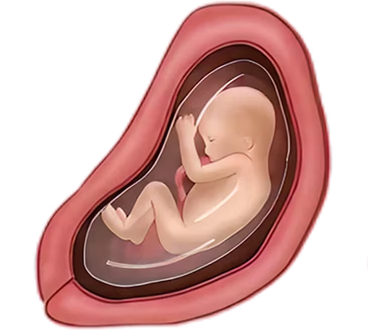 Illustration of a fetus curled in the womb at 26 weeks pregnant, depicting fetal development and growth. Illustration of a fetus curled in the womb at 26 weeks pregnant, depicting fetal development and growth.