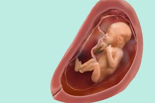 Un bébé après 25 semaines de grossesse (27 SA) Un bébé après 25 semaines de grossesse (27 SA)