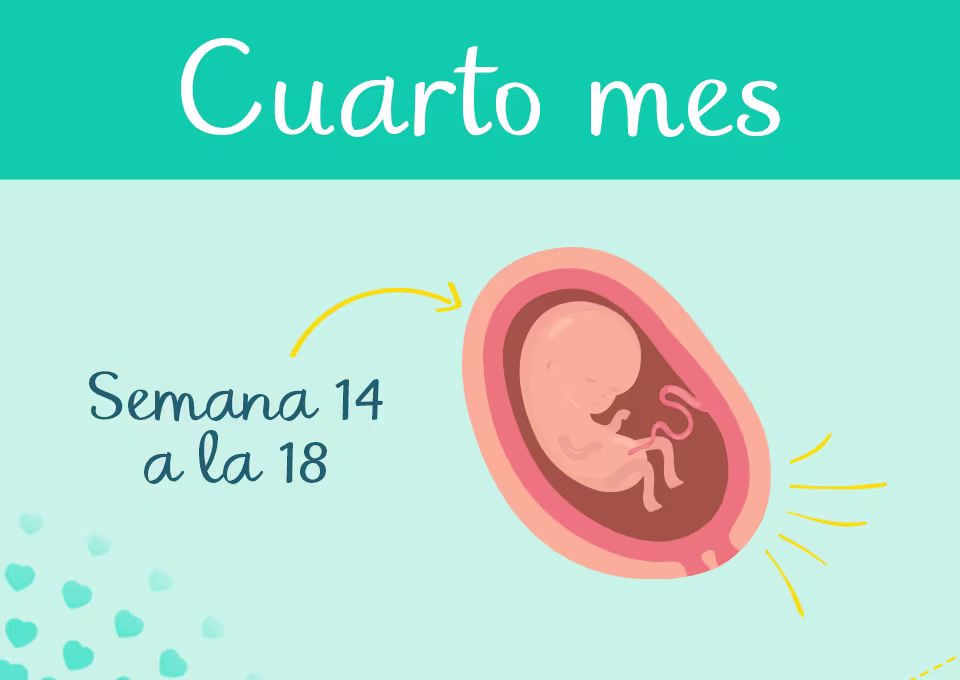 cuarto mes de embarazo cuarto mes de embarazo