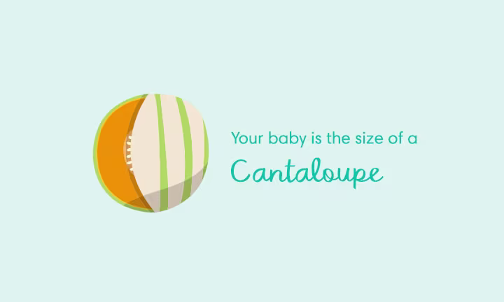 topimage-week34-1920x304 Your baby is the size of a cantaloupe