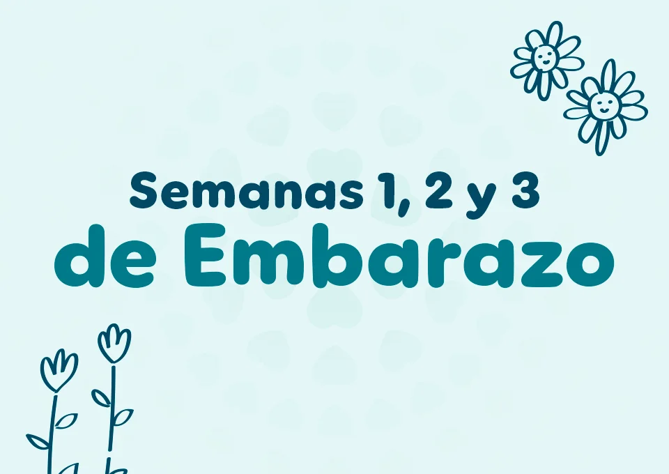 Primera, segunda y tercera semana de embarazo