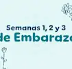 Primera, segunda y tercera semana de embarazo