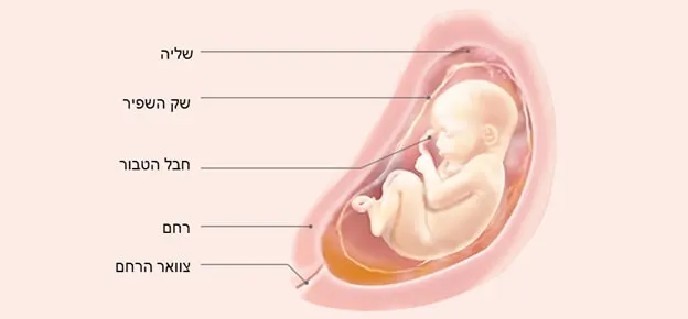 התפתחות העובר לפי שבועות-Article Content Image28 28