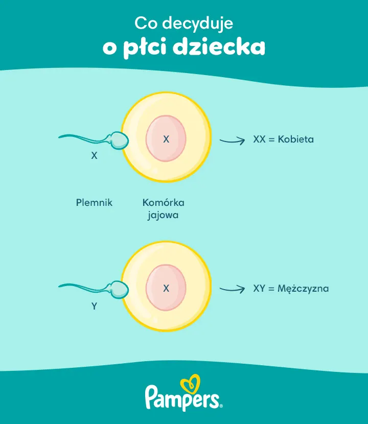 Ustalanie płci dziecka: kiedy dochodzi do ustalenia płci dziecka Ustalanie płci dziecka: kiedy dochodzi do ustalenia płci dziecka