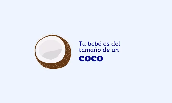 Semana 31 de embarazo