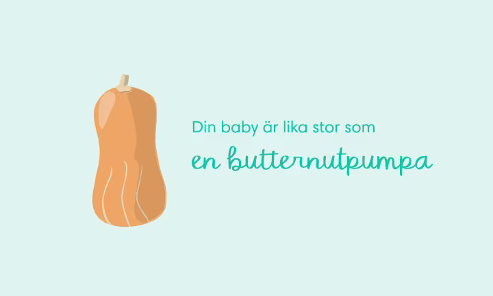 Week 29 pregnancy