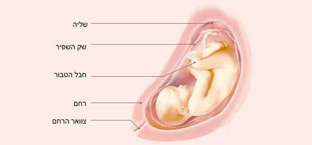 התפתחות העובר לפי שבועות-Article Content Image29 29