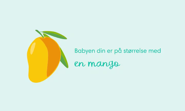Week 19 pregnancy