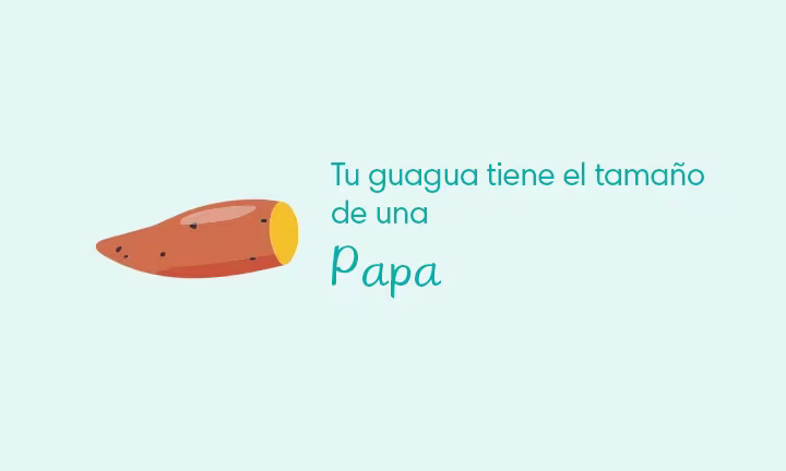 Desarrollo de tu guagua en la Semana 18 de Embarazo
