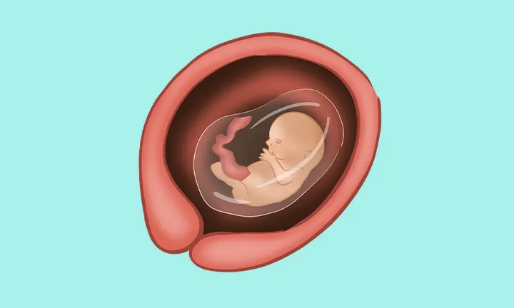 妊娠13週目のおなかの中の赤ちゃんの様子