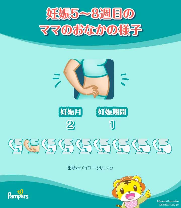 妊娠5～8週目のママのお腹の様子