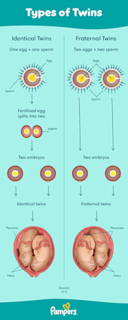 Identical Twins And Non Identical Twins