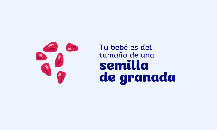 tamaño del feto a las 6 semanas