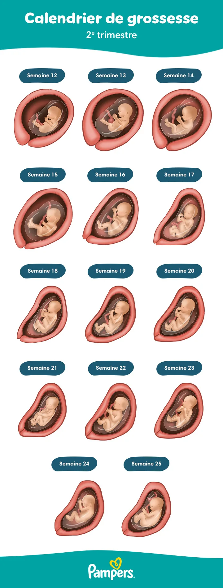 Bébé au deuxième trimestre Bébé au deuxième trimestre