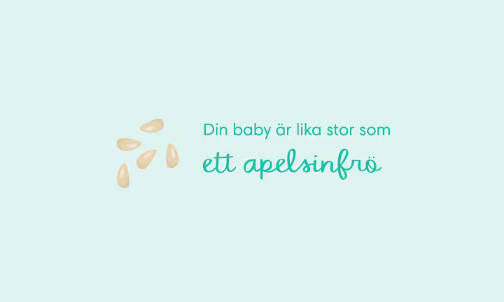 Week 05 pregnancy