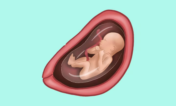 how big is baby at 25 weeks pregnant