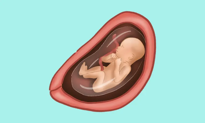 how big is baby at 25 weeks pregnant