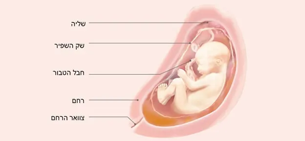 התפתחות העובר לפי שבועות-Article Content Image27 27