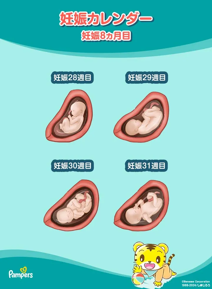 妊娠8ヵ月目 妊娠8ヵ月目