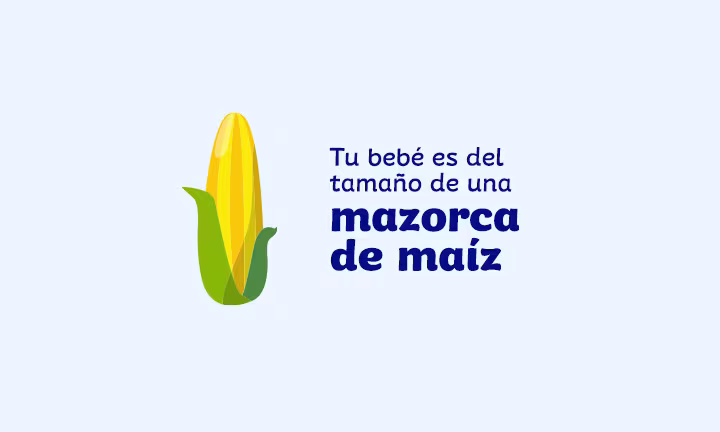 Semana 24 de embarazo