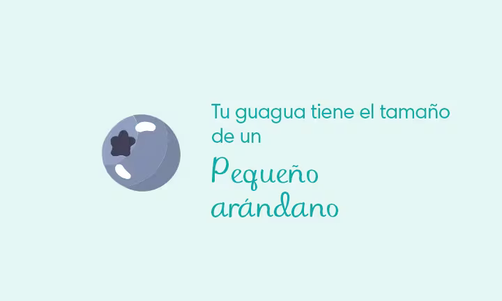 Siete semanas de embarazo