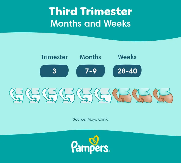 What Weeks and Months Are in the Third Trimester
